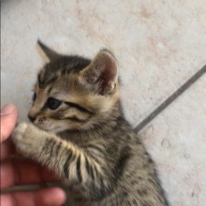 Meet your Posher, Sheyla